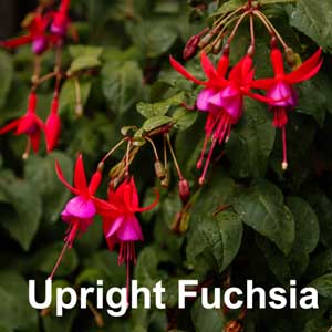 Upright Fuchsia Bedding Plant in Individual Pots